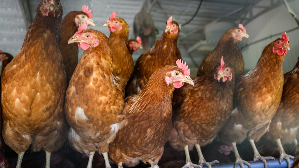Approximately 90 "backyard flock" birds in Northern California affected by avian flu — CBS Bay Area (KPIX), Lafayette Community news