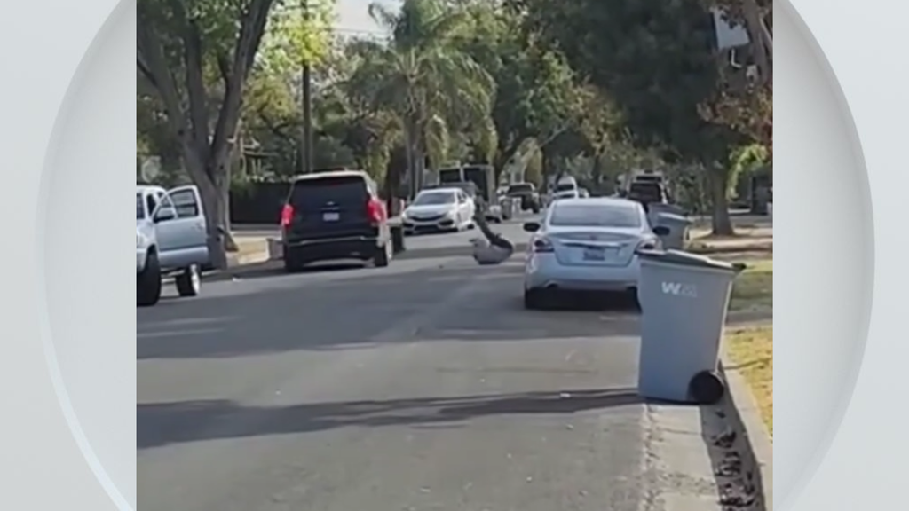Federal immigration vehicle hits pedestrian in Woodland, police say — CBS Bay Area (KPIX), Lafayette Health news