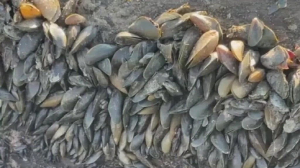 California's golden mussel invasion sparks increased concerns from Stockton-area leaders — Lafayette Government news
