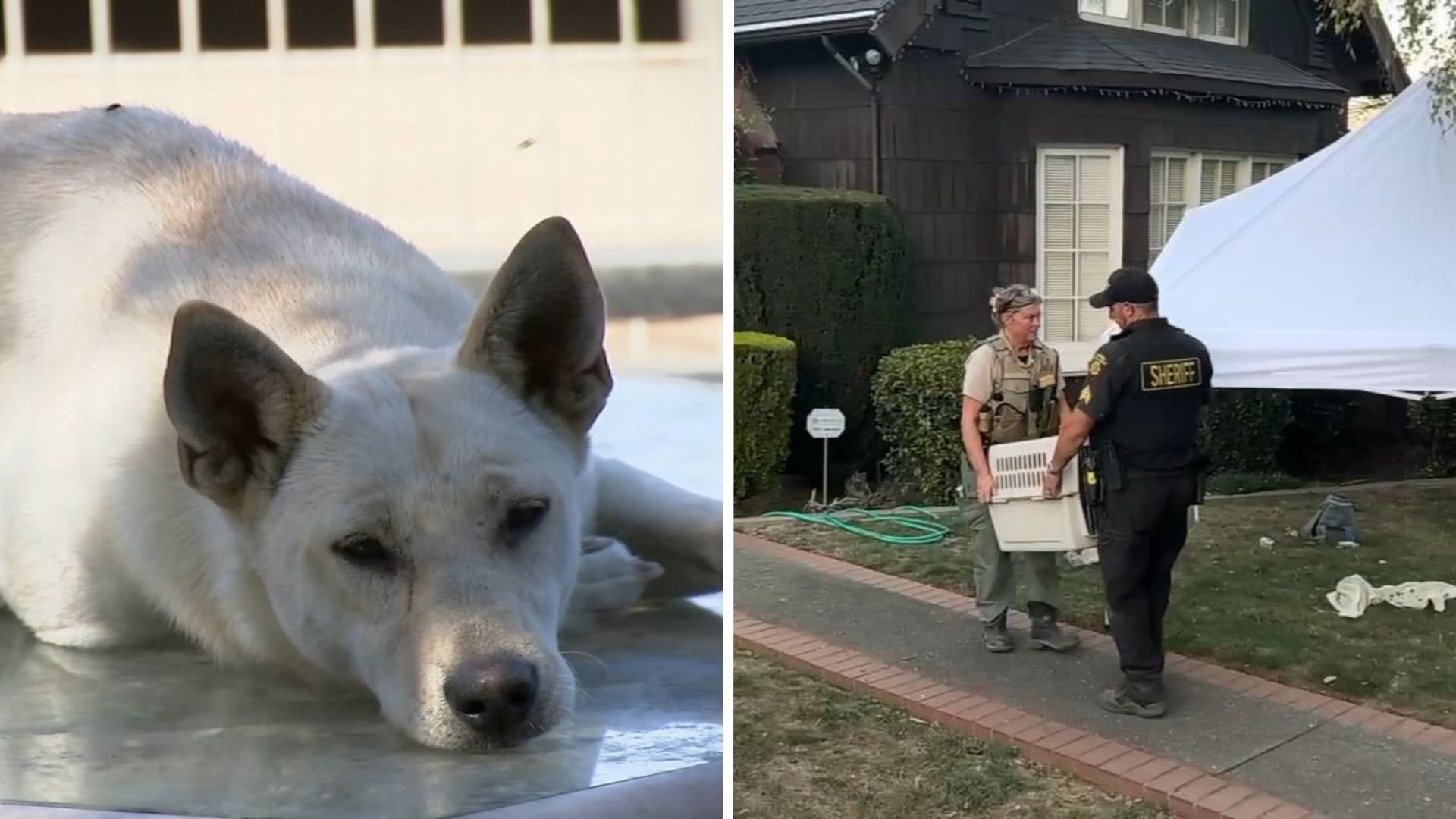 44 dogs removed from Vallejo 'hoarder' home linked to convicted breeder in animal cruelty case
       — ABC 7 Bay Area, Lafayette Real Estate news