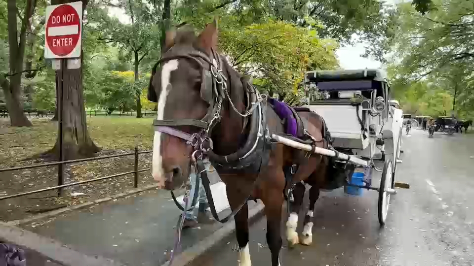 New York City Council passes law to phase out horse-drawn carriages by 2028
       — ABC 7 Bay Area, Lafayette Government news