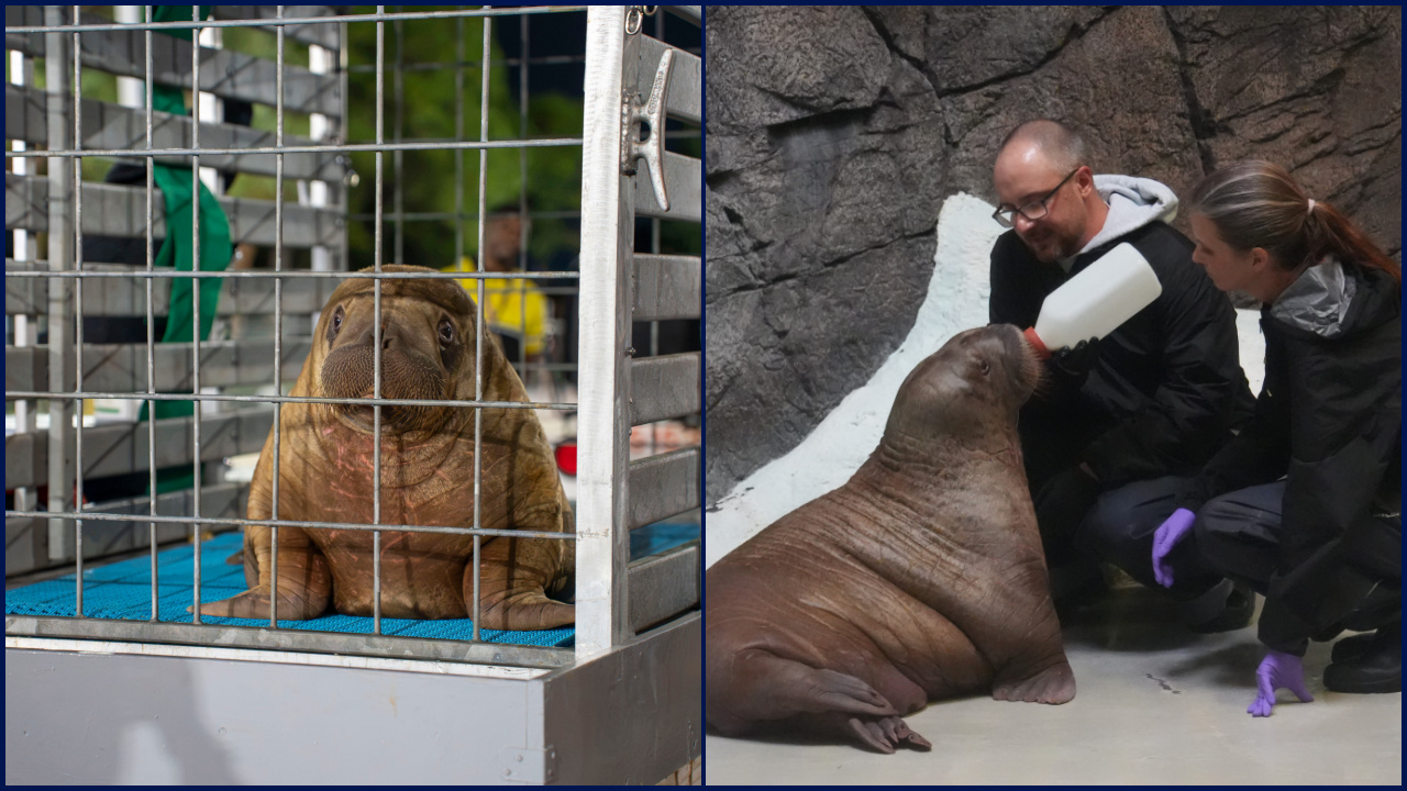 Orphaned baby walrus in Alaska flown 4,800 miles to new home in Florida — KTVU FOX 2 Bay Area, Lafayette Community news