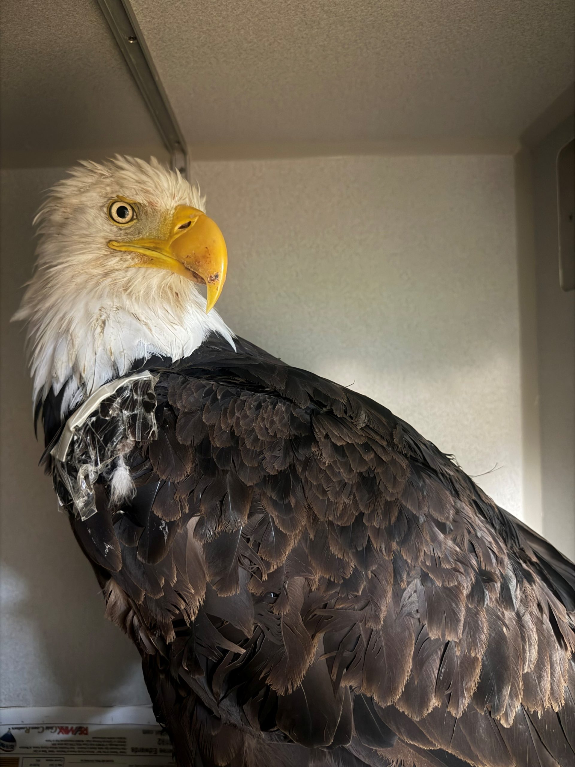 Necropsy for Jackie the beloved bald eagle reveals new information — KTVU FOX 2 Bay Area, Lafayette Community news