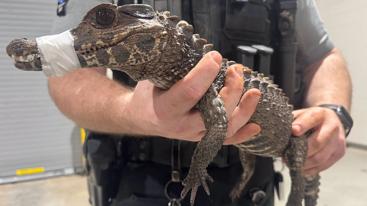 Watch: Deputies in Oklahoma capture escaped caiman after months on the loose — KTVU FOX 2 Bay Area, Lafayette Community news
