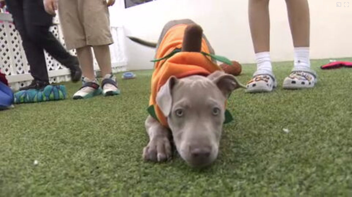 Count Barkula Halloween Festival connects families to shelter dogs in Dania Beach — WSVN 7 Broward